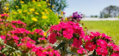 Gardens — Landscape Construction project by Carolyn's Landscaping, Inc.