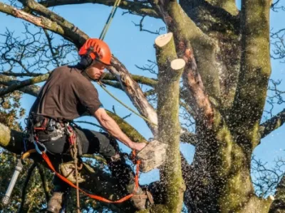 Central Valley Landscape & Tree - Tree & Shrub Care in Ceres, CA