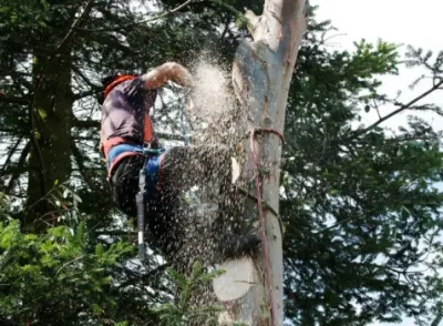Central Valley Landscape & Tree - Tree & Shrub Care in Ceres, CA