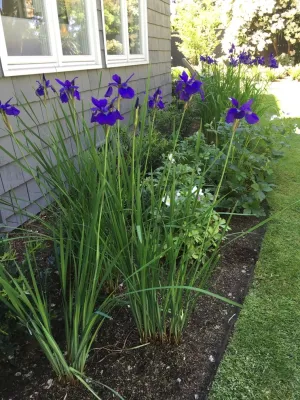 Chris White - Drip Irrigation System Installation in Seattle, WA