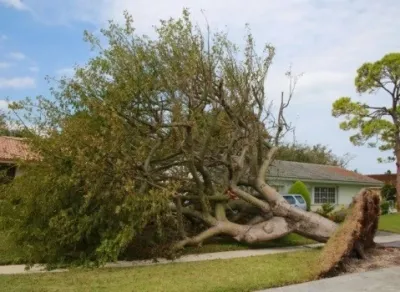 Central Valley Landscape & Tree - Tree & Shrub Care in Ceres, CA