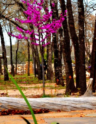 Circle B Landscape & Design, LLC - Tree Planting & Transplanting in la Vernia, TX