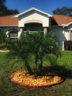 Citruscapes Lawn & Landscaping - Landscape Maintenance in Hernando, FL