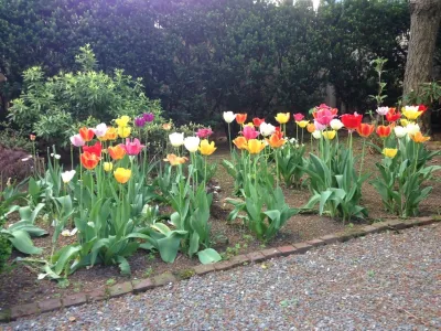 Spring Flowers — Landscape Construction project by City & Estate Gardener in Providence