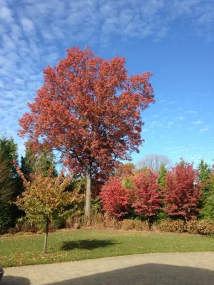 City & Estate Gardener - Tree & Shrub Care in Providence, RI