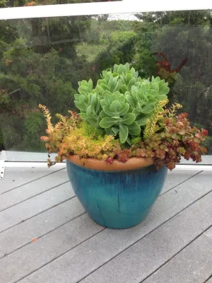 Container Gardens — Landscape Construction project by City & Estate Gardener in Providence