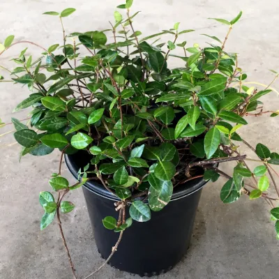 Asian Jasmine shady gardens — Landscape Construction project by Clean Cut Landscape Co in Kenner