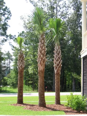 Coastal Landscape Design, LLC - Outdoor Lighting Installation in Charleston, SC