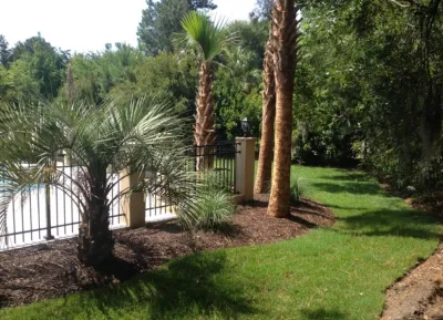 Cold Hardy Palms and Bamboo - Landscape Construction in Charleston, SC
