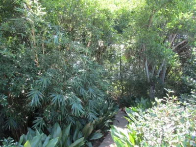 Cold Hardy Palms and Bamboo - Landscape Construction in Charleston, SC