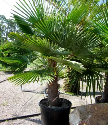 Construction Landscape, LLC. - Garden Remodeling in Vero Beach, FL