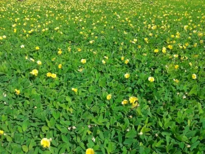 Perennial Peanut — Landscape Construction project by Council Growers Sod Farm in Wimauma