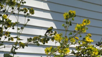 Compilation of Wildlife — Landscape Construction project by Creating Sustainable Landscapes, LLC