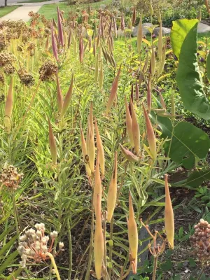 Compilation of Native Perennial Garden Projects — Landscape Construction project by Creating Sustainable Landscapes, LLC