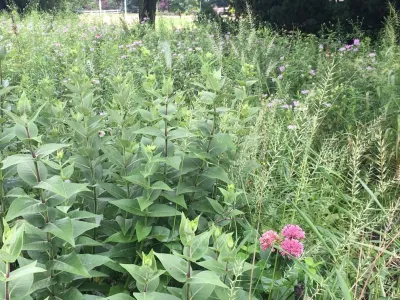 Creating Sustainable Landscapes, LLC - Tree Planting & Transplanting in Novi, MI