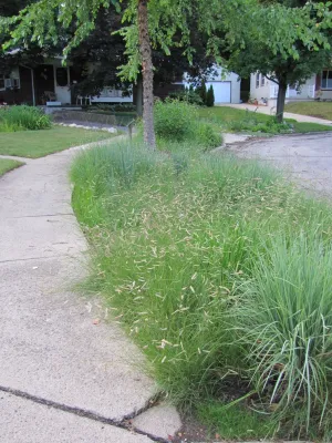 Compilation of Native Grasses Projects — Landscape Construction project by Creating Sustainable Landscapes, LLC
