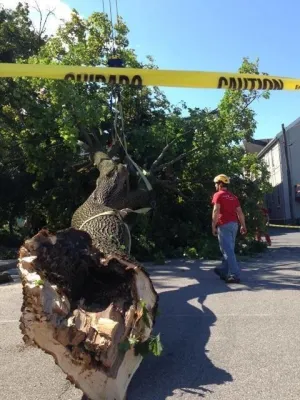 Tree Division by Cumberland Valley Tree Service - Landscaping