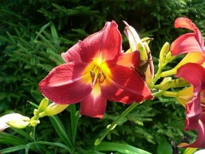 Plantings by Cumberland Valley Tree Service - Landscaping