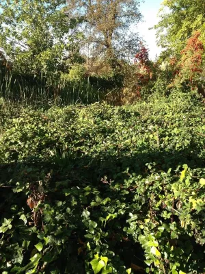 Custom Agronomic Solutions - Tree & Shrub Care in West Sacramento, CA