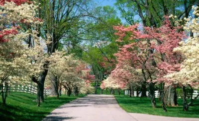 Custom Agronomic Solutions - Tree & Shrub Care in West Sacramento, CA