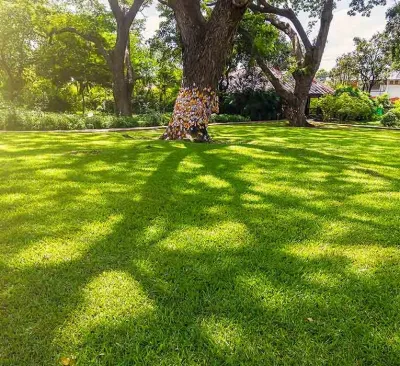 Cut & Go Landscaping - Tree & Shrub Care in San Diego, CA