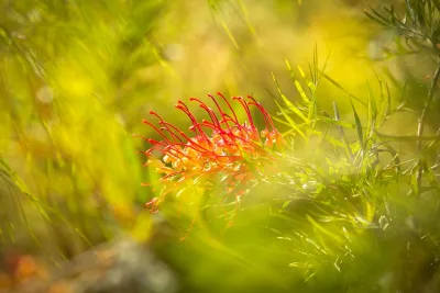 Mid Century Organic Flow Drought Tolerant Lanscape _Los Angeles by Bosler Earth Design