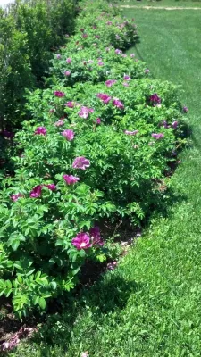 Dave Ryan Landscaping Nantucket - Garden Remodeling in Nantucket, MA