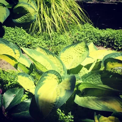 Berkeley Hills — Landscape Construction project by Deep Rootz Landscape And Design