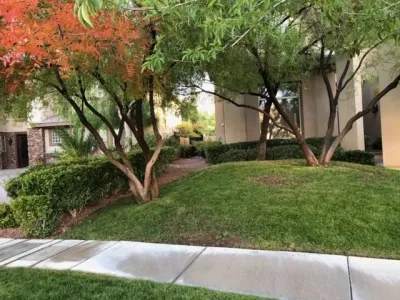 Desert Gardens - Tree & Shrub Care in Las Vegas, NV