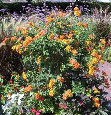 Designing Nature Inc. - Landscape Maintenance in Hamel, MN