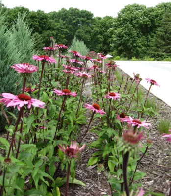 Designing Nature Inc. - Landscape Maintenance in Hamel, MN