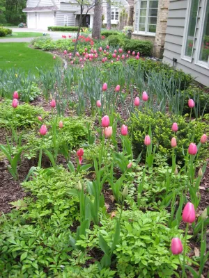 Designing Nature Inc. - Landscape Maintenance in Hamel, MN