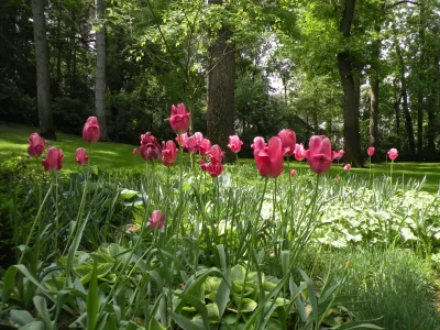 Designing Nature Inc. - Landscape Maintenance in Hamel, MN