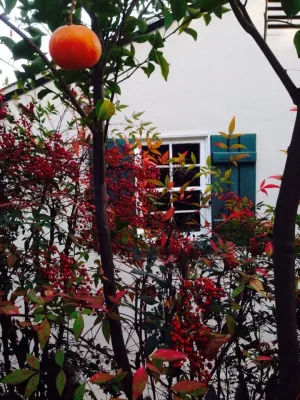 Dirty Roots Gardening - Landscape Design in Long Beach, CA