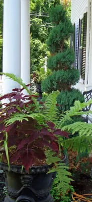 Plantings for a Formal Historic Home — Landscape Construction project by Downer Brothers Landscaping, Inc.