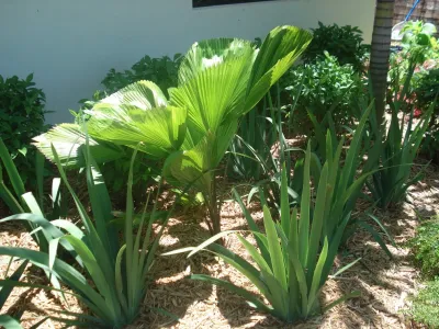 Botanical Visions - Patio Design & Installation in Boca Raton, FL