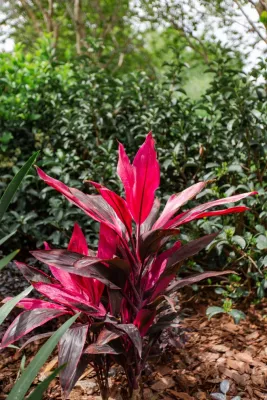 Landscape Gallery — Landscape Construction project by Dreamscapes Outdoor Living & Design