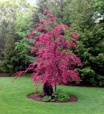 Earth Exchange, Inc. - Land Cleaning in Burlington, WI