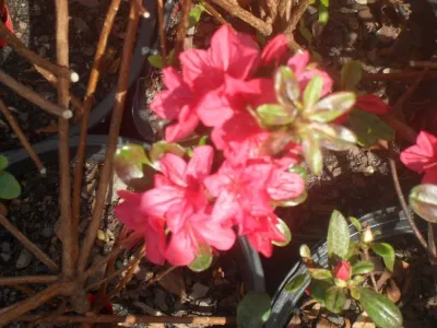 Eastern Shore Nurseries Inc - Landscape Construction in Easton, MD