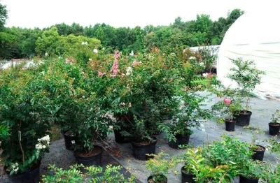 Eastern Shore Nurseries Inc - Landscape Construction in Easton, MD