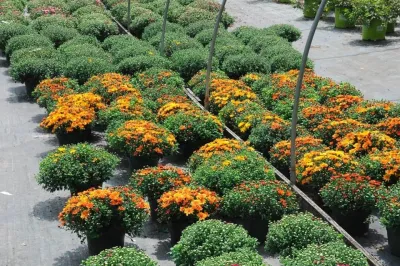 Eastern Shore Nurseries Inc - Landscape Construction in Easton, MD