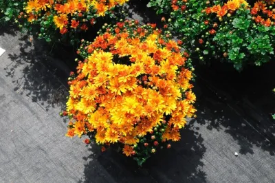 Eastern Shore Nurseries Inc - Landscape Construction in Easton, MD