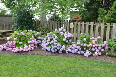 Easy To Green Landscaping - Tree & Shrub Care in Davidsonville, MD