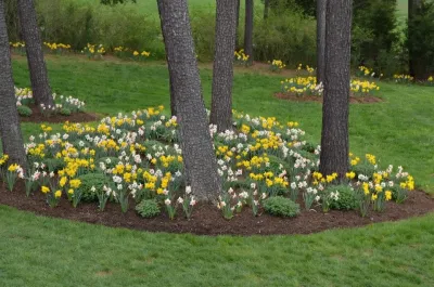 Easy To Green Landscaping - Tree & Shrub Care in Davidsonville, MD