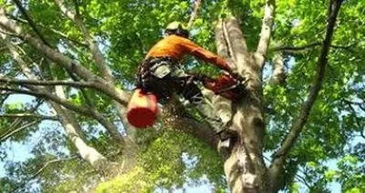 Evergreen Landscape Group - Land Cleaning in Orange, CA