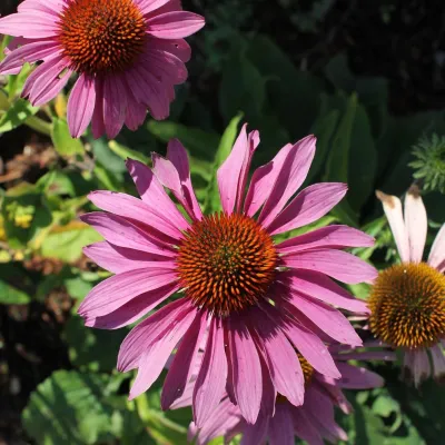 Executive Landscaping Inc. - Garden Remodeling in South Dennis, MA