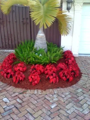 Falcon professional Lawn Services - Lawn Edging & Trimming in Miami, FL