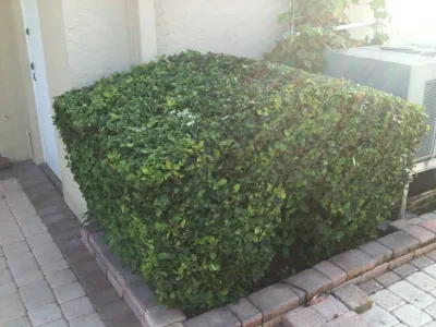 Falcon professional Lawn Services - Lawn Edging & Trimming in Miami, FL