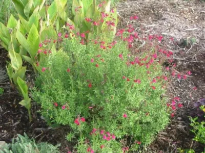 Farnham Landscape - Irrigation System Repair in Aledo, TX