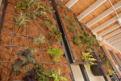 Wheatsville Co-op — Landscape Construction project by Fertile Ground Organic Gardens